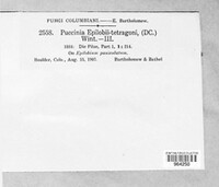Puccinia epilobii-tetragoni image
